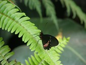 farfalla nera